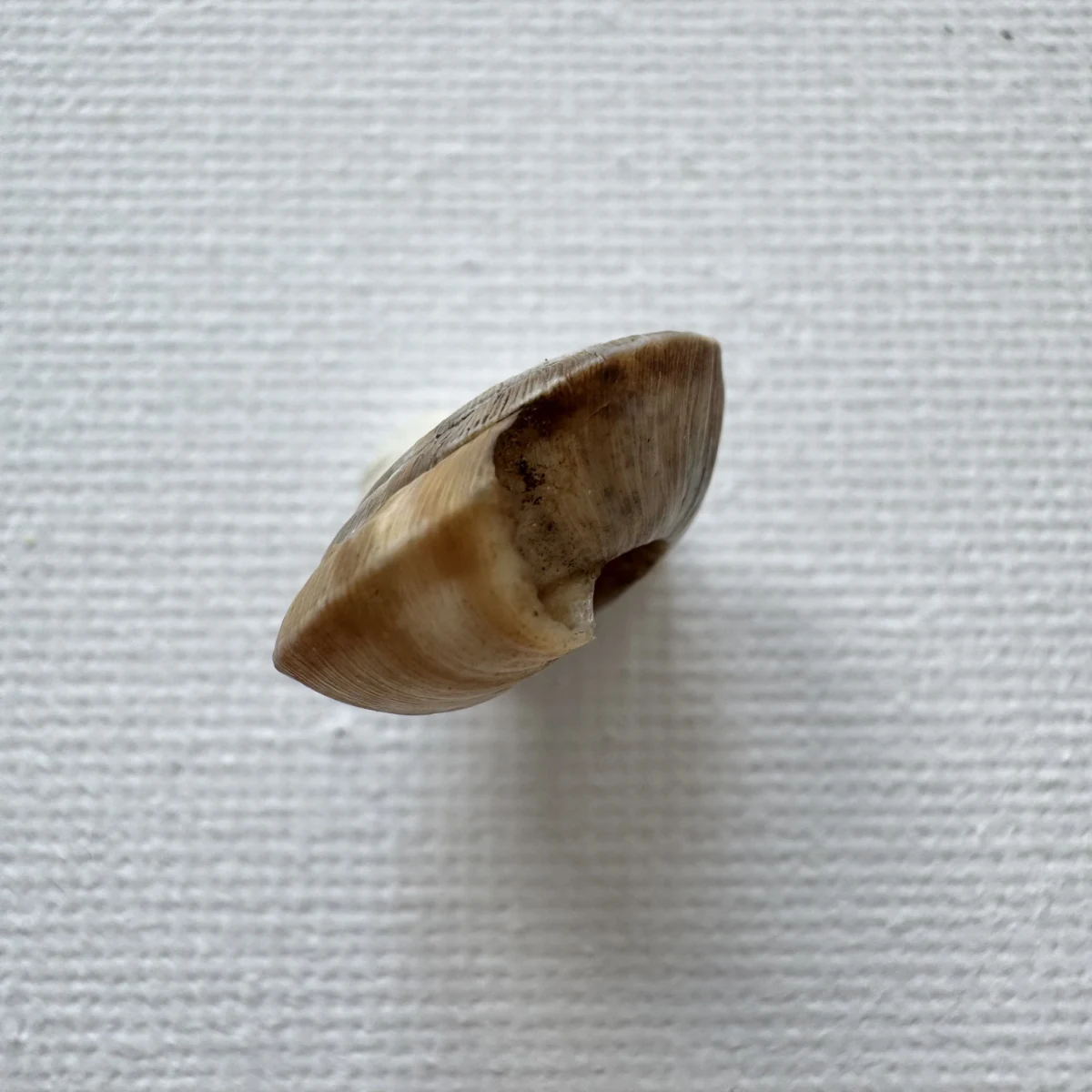 Laeocathaica pewzowi shell specimen from Longnan, Gansu, China, 16.6 mm, image 3
