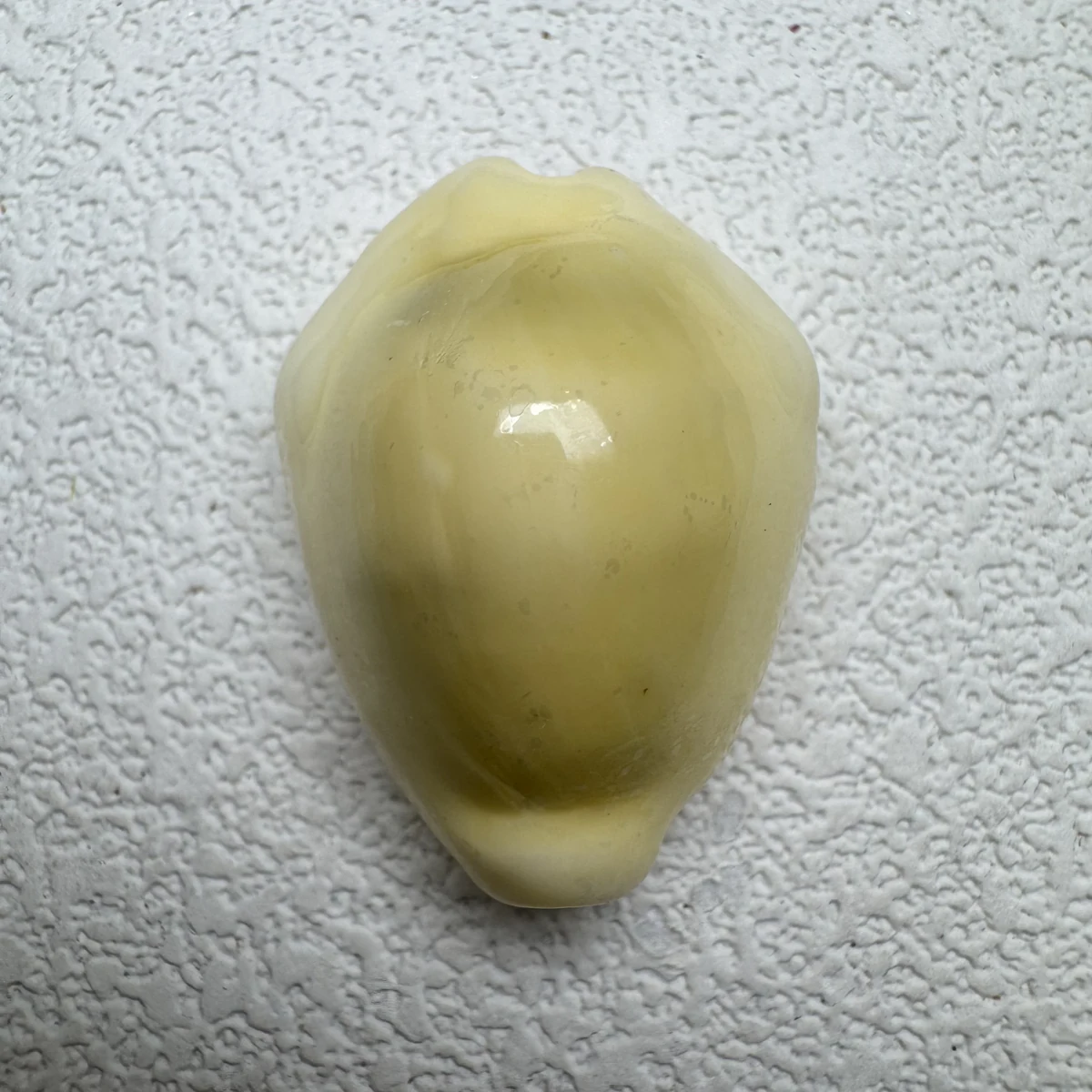 Monetaria moneta,Okinawa shell specimen from Okinawa, Japan, 28.3 mm, image 3