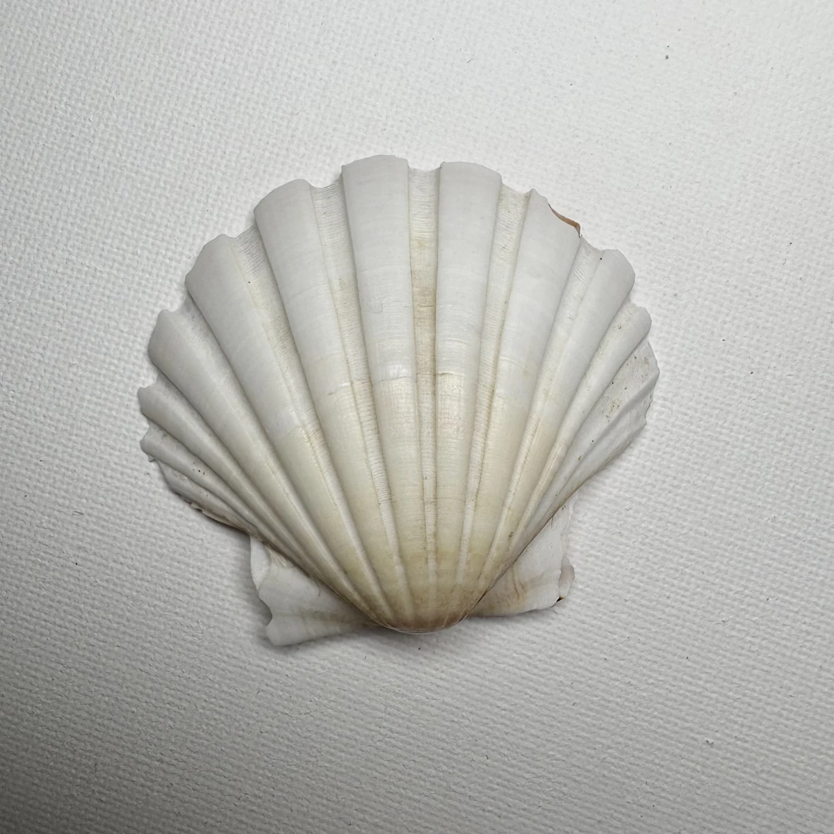 Pecten albicans shell specimen from Aichi, Japan, 54 mm, image 4