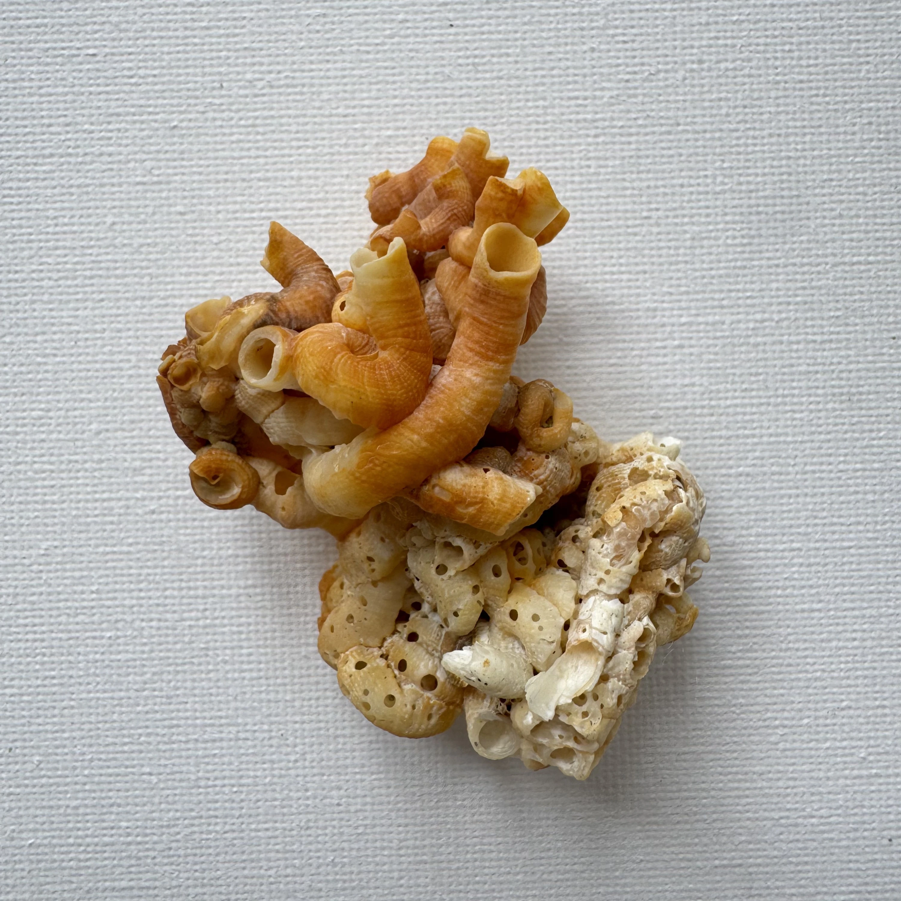 Vermetidae sp. shell specimen from Beihai,Guangxi, China, 59.8 mm, image 1