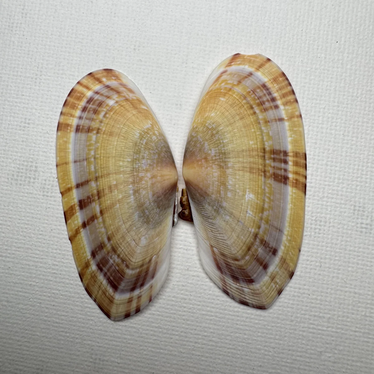 Psammobia radiata shell specimen from Beihai, Guangxi, China, 54.1 mm, image 1
