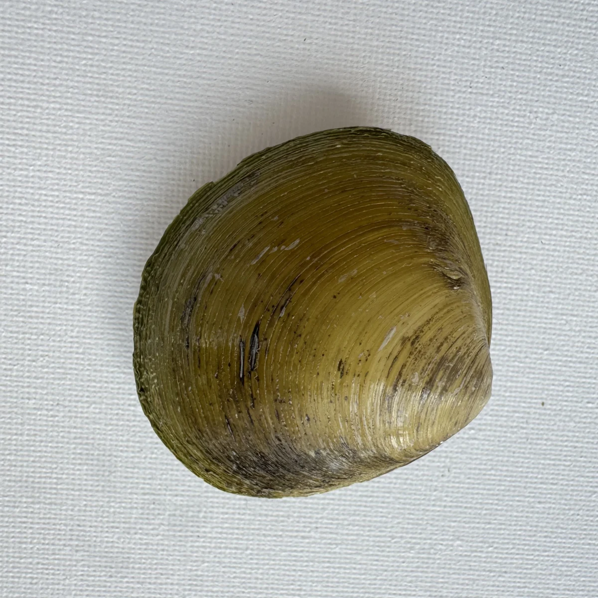 Geloina erosa shell specimen from Hainan, China, 55.4 mm, image 1