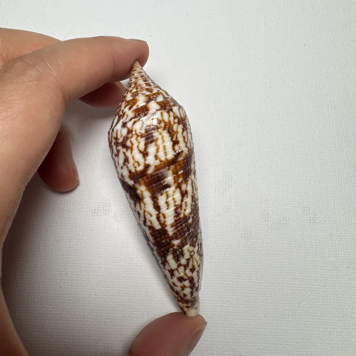 Conus australis shell specimen from East China Sea Zhejiang Province China, 81.5 mm, image 3