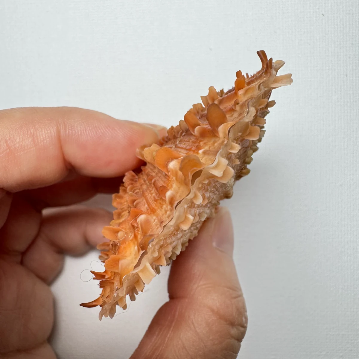 Scaeochlamys farreri shell specimen from Shandong, China, 63.7 mm, image 3