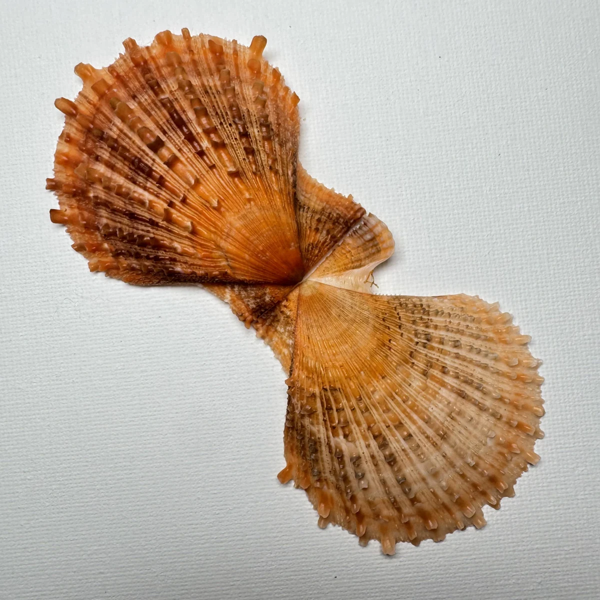 Scaeochlamys farreri shell specimen from Shandong, China, 63.7 mm, image 5