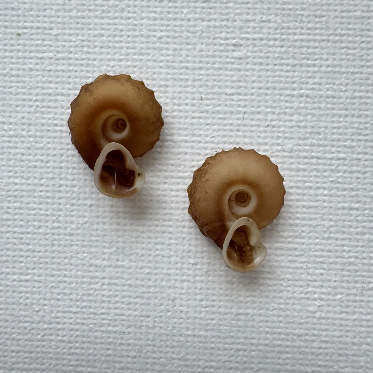 Moellendorffia kuguaheshang shell specimen from Nanning,Guangxi,China, 16.4 mm, image 6