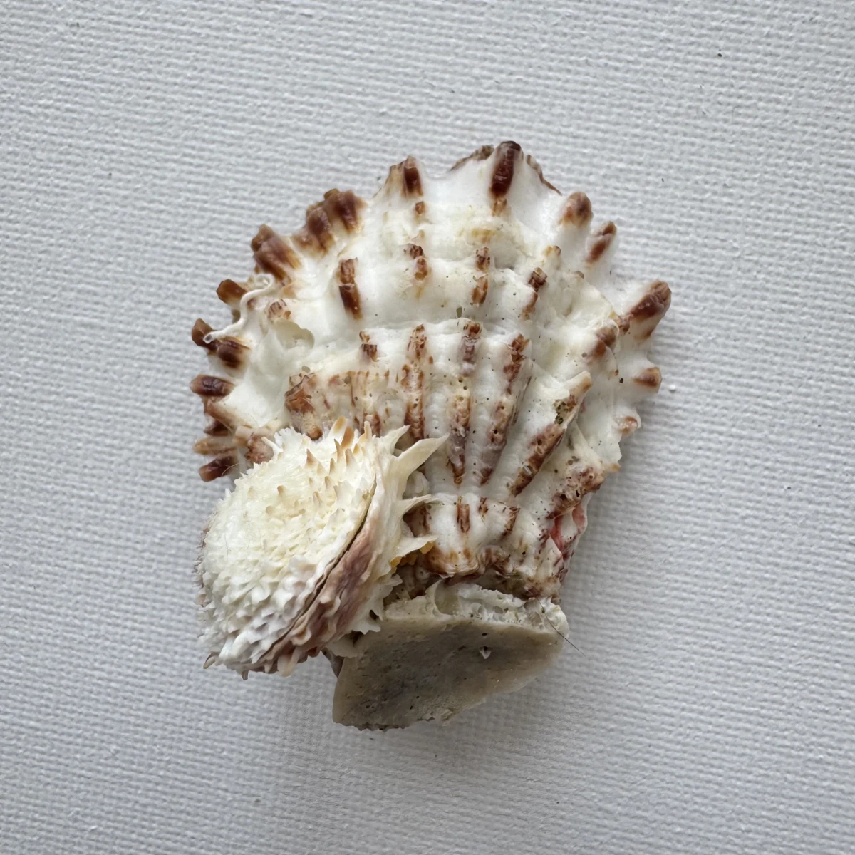 Oyster sp.+Chama sp. shell specimen from Beihai,Guangxi, China, 50.5 mm, image 1