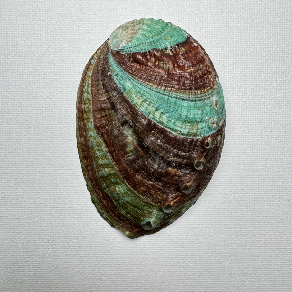 Haliotis discus hannai shell specimen, 84.4 mm, image 1
