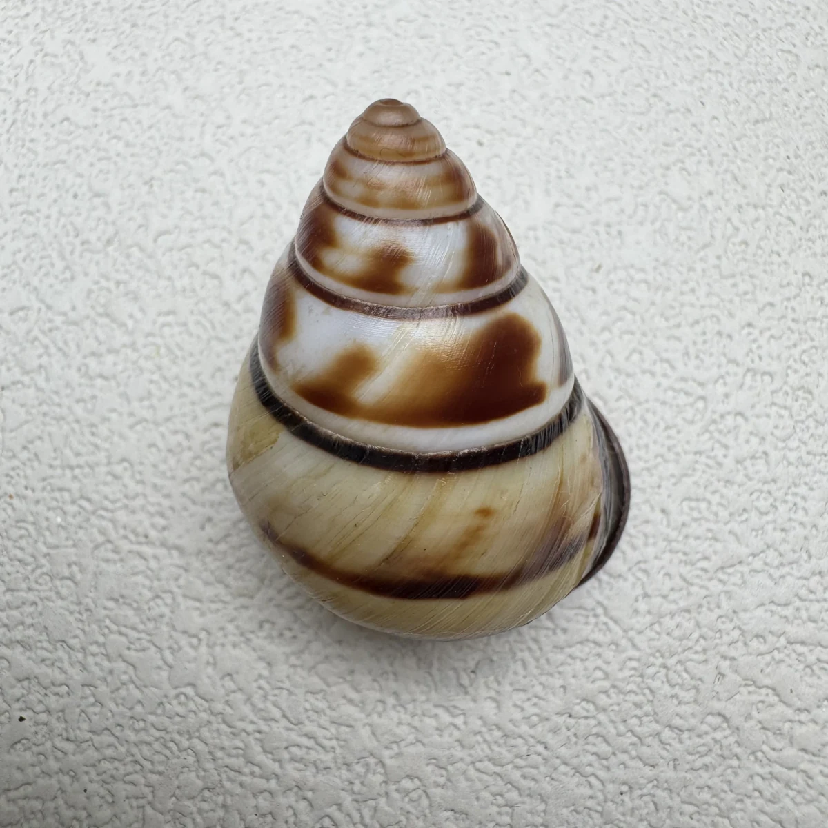 Aegistohadra zhangdanae shell specimen from Guangxi,China, 33.5 mm, image 1