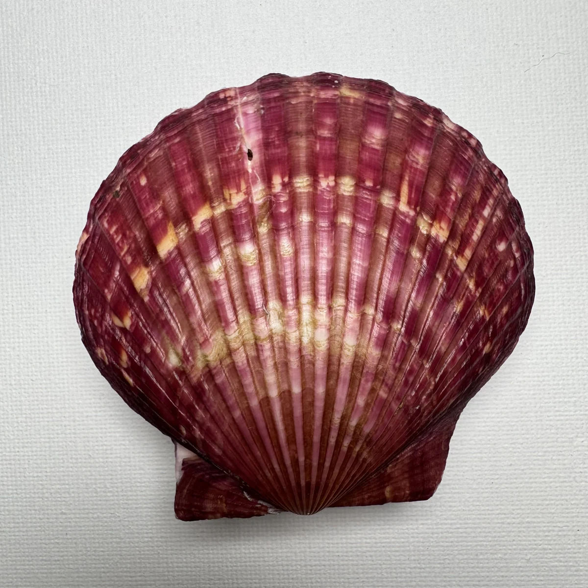 Argopecten irradians shell specimen from Shandong, China, 76*78.6 mm, image 2
