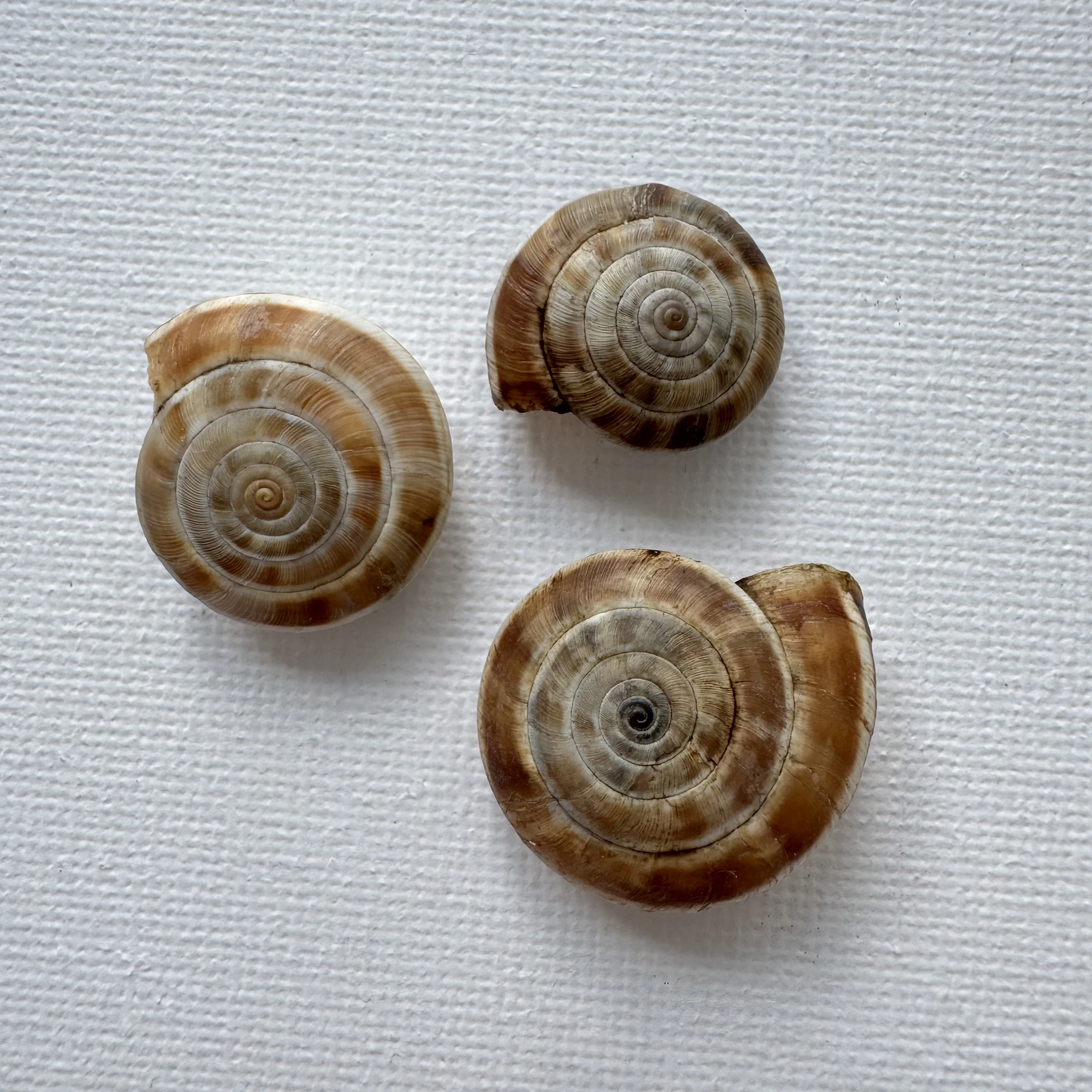 Laeocathaica carinifera shell specimen from Longnan, Gansu, China, 18-24.7 mm, image 1
