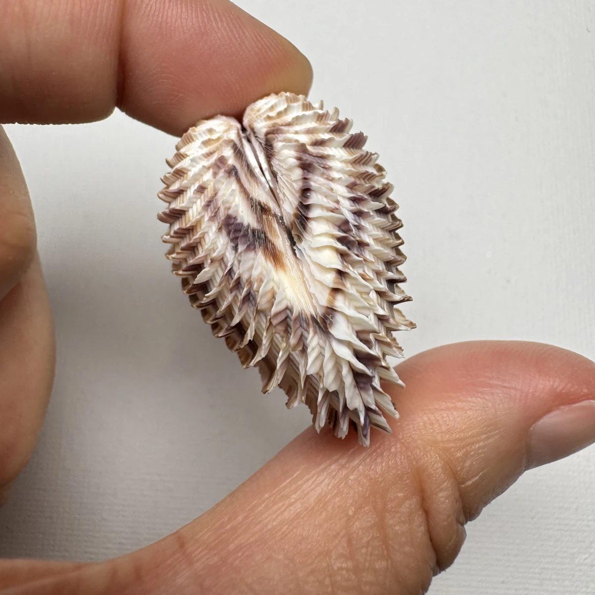 Antigona lamellaris shell specimen from Beihai,Guangxi,China, 31.9*40.9 mm, image 5