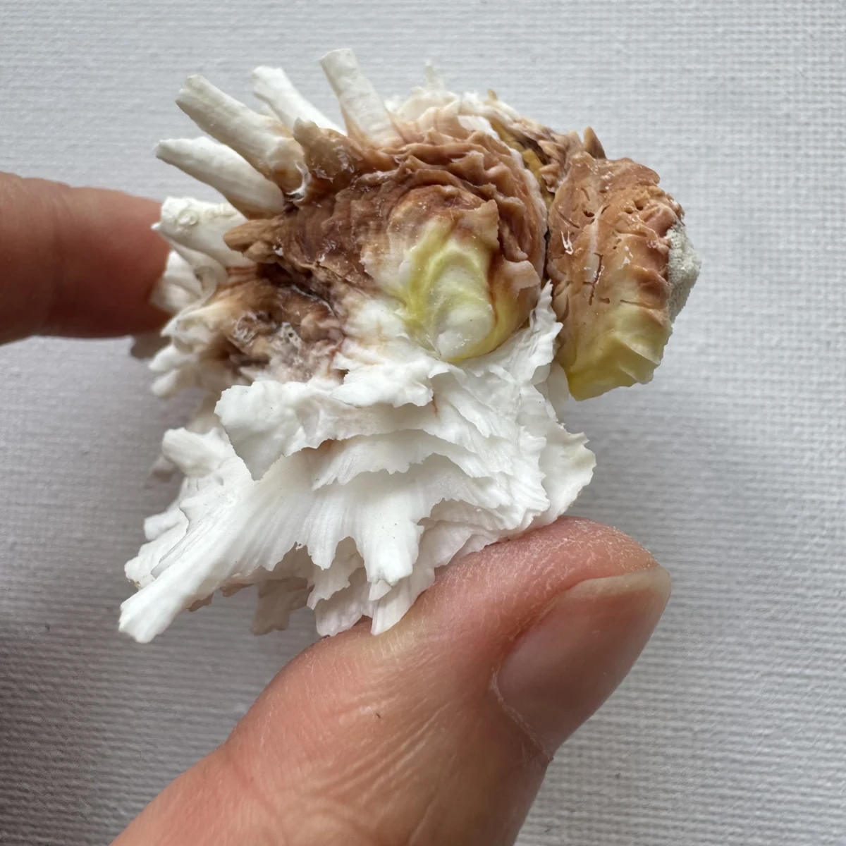 Chama lazarus shell specimen from Philippines, 55.9 mm, image 5