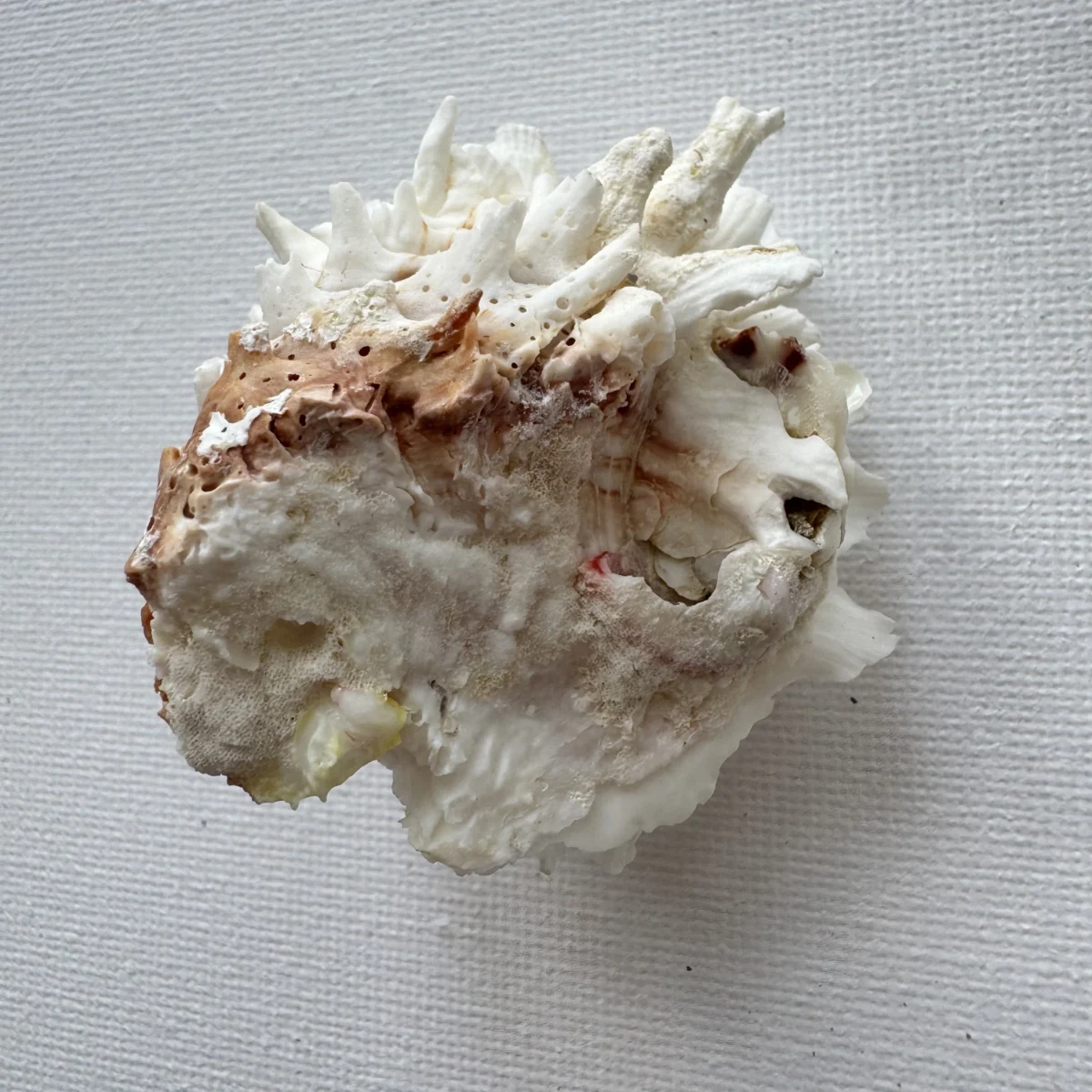 Chama lazarus shell specimen from Philippines, 55.9 mm, image 2