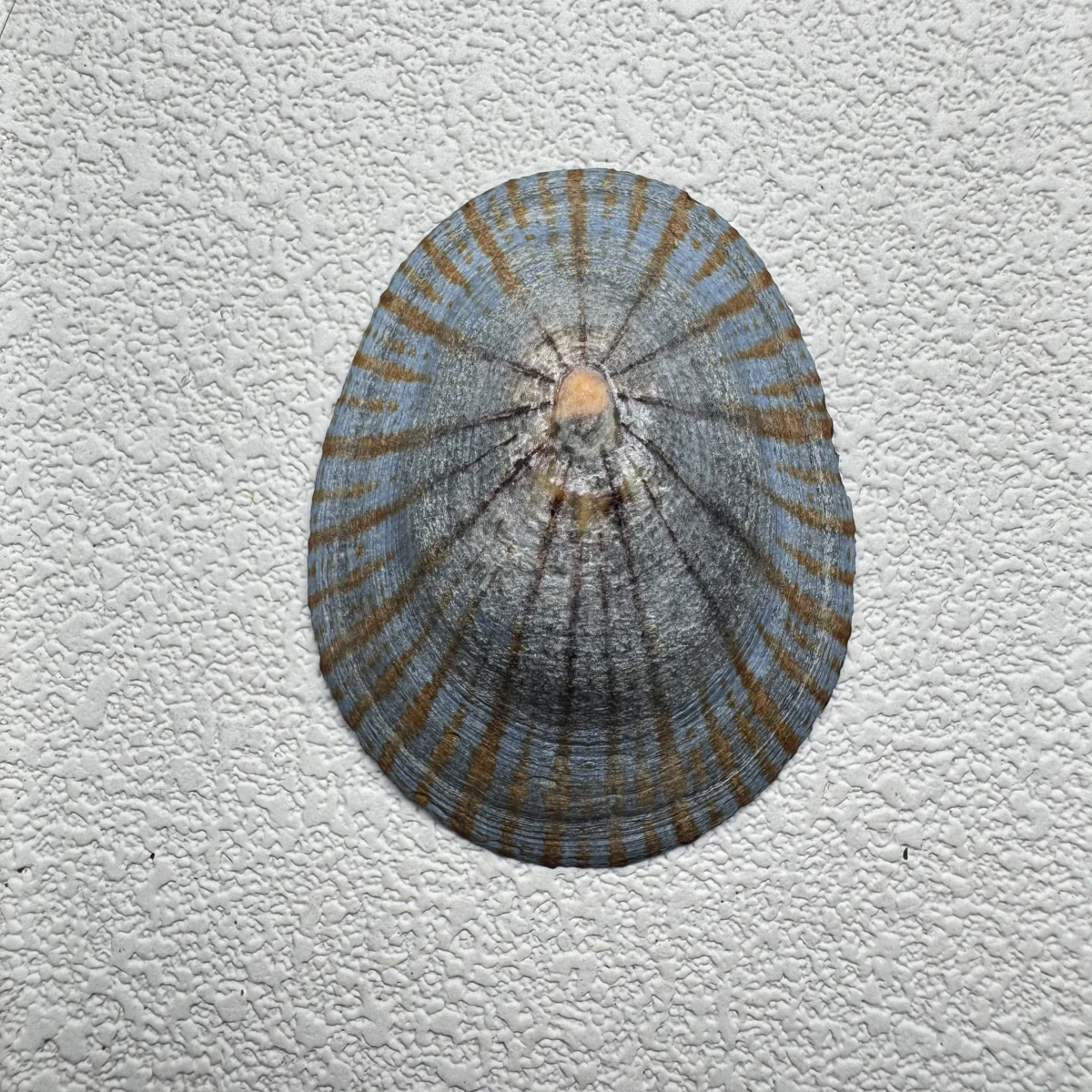 Cellana nigrolineata shell specimen from Aichi, Japan, 48 mm, image 1