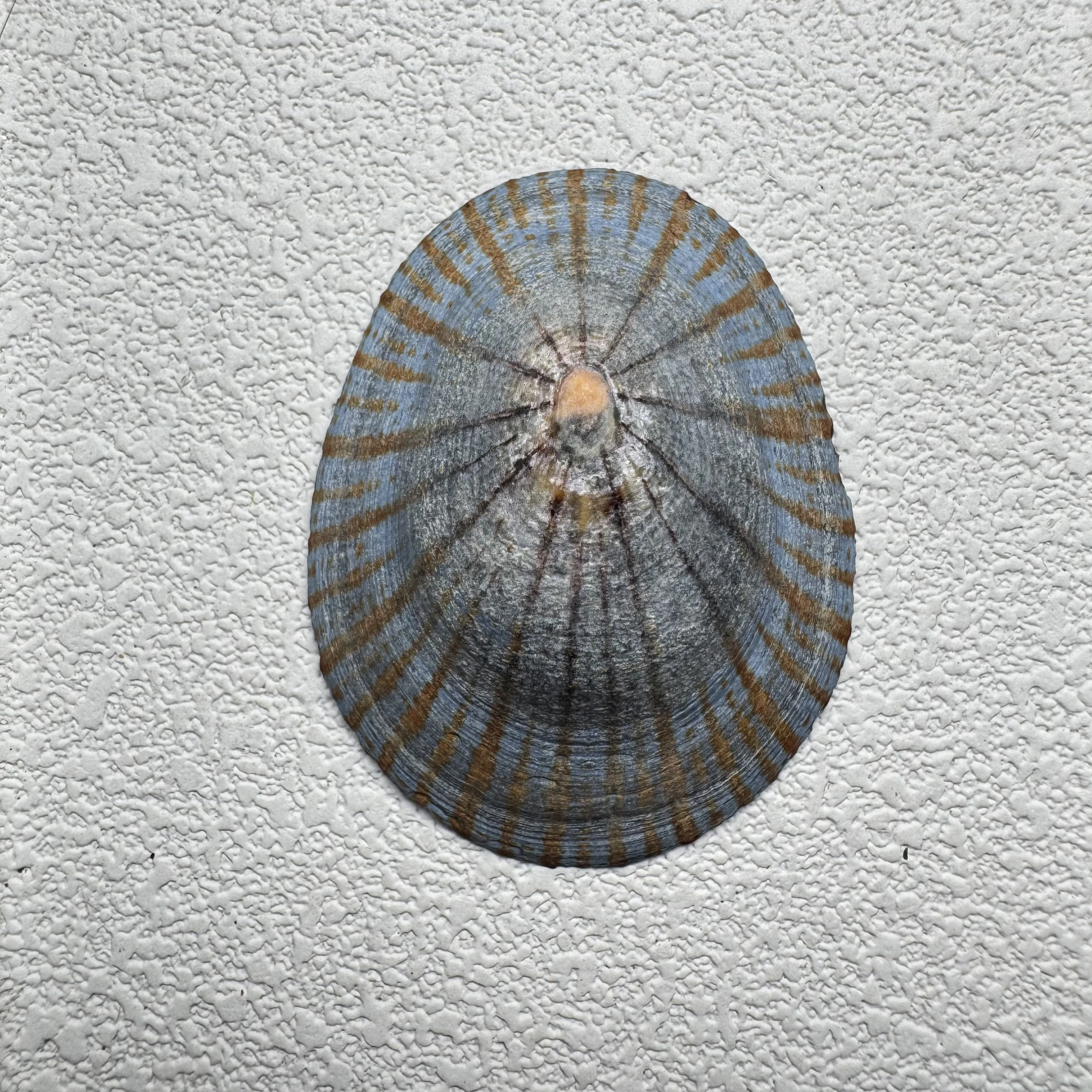 Cellana nigrolineata shell specimen from Aichi, Japan, 48 mm, image 1