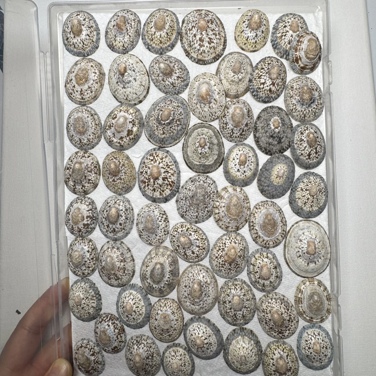 Cellana grata shell specimen from Japan, 27.7-37.9 mm, image 2