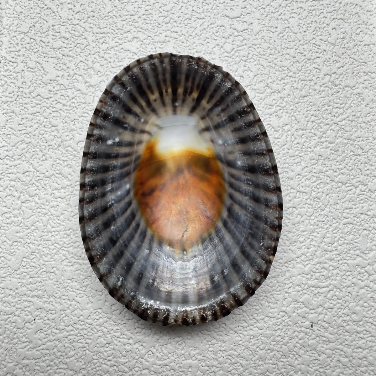Cellana nigrolineata shell specimen from Aichi, Japan, 44.6 mm, image 2