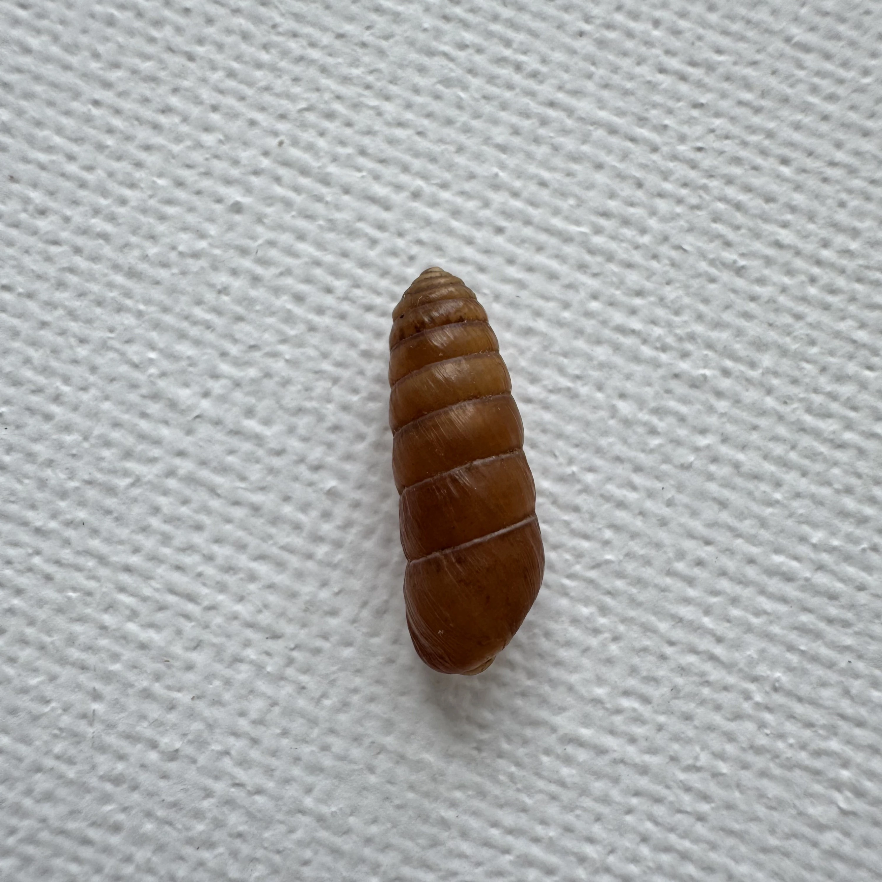 Pseudobuliminus sp. shell specimen from Longnan, Gansu, China, 15.8 mm, image 1