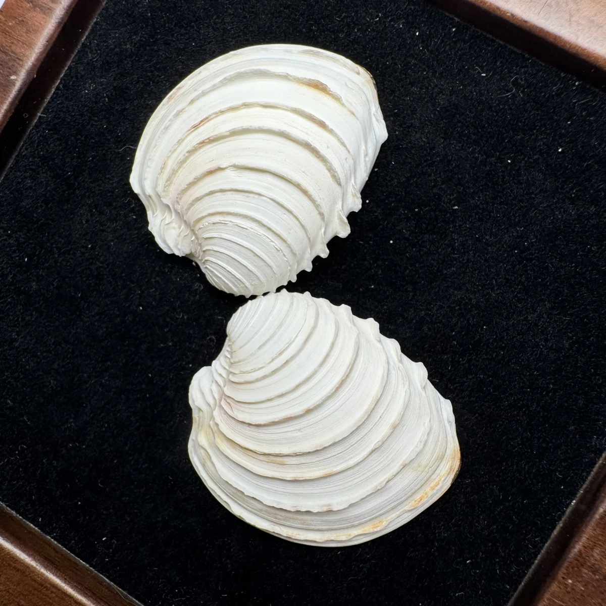 Clausinella isabellina shell specimen from Beihai,Guangxi,China, 23-31 mm, image 2