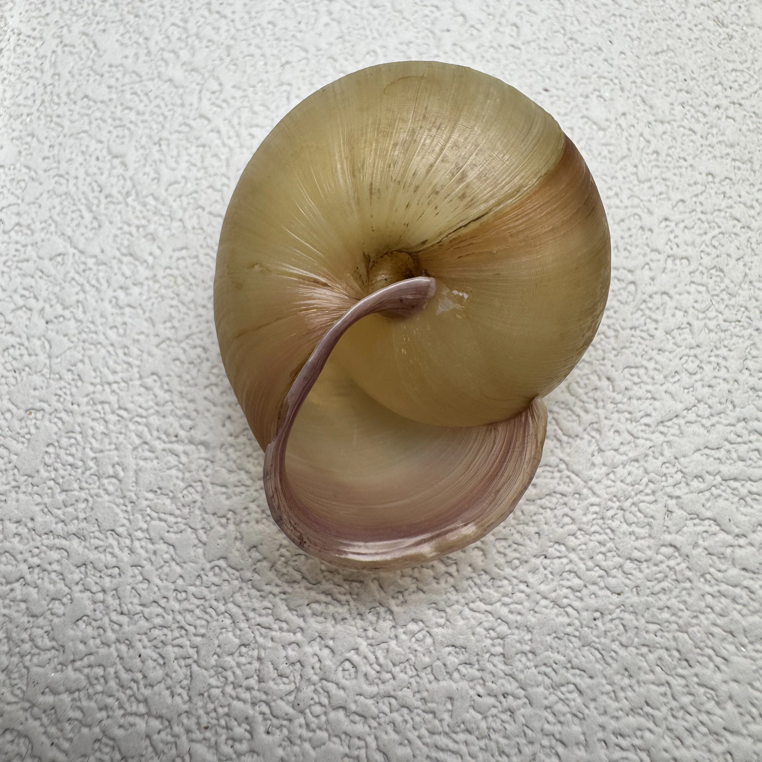 Euhadra amaliae shell specimen from Okinawa, Japan, 34.7 mm, image 1