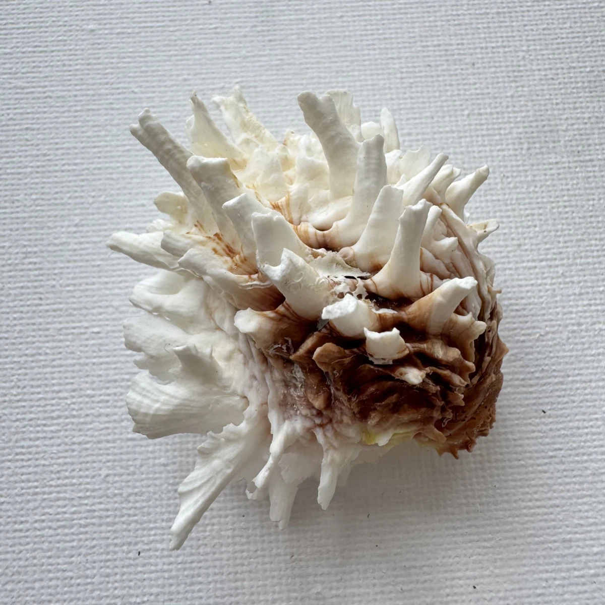 Chama lazarus shell specimen from Philippines, 55.9 mm, image 1