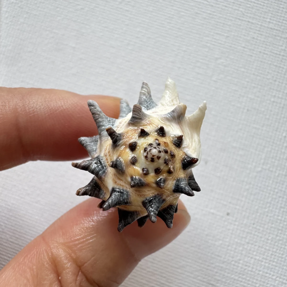 Drupa ricinus shell specimen from Okinawa, Japan, 25.4 mm, image 3