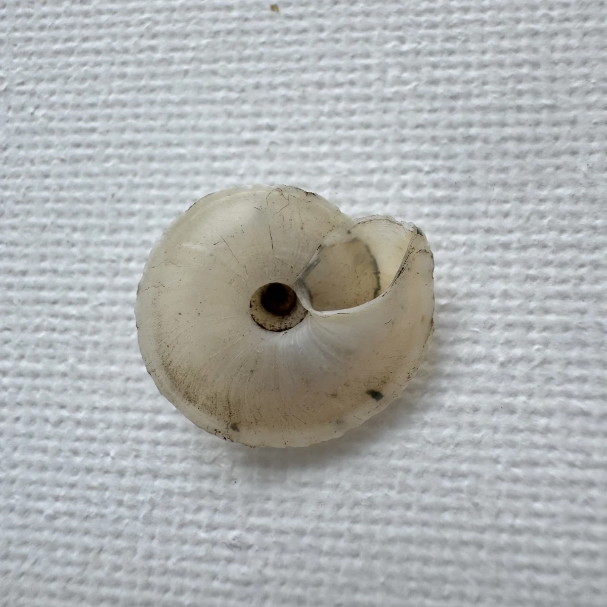 Bradybaena strictotaenia shell specimen from Longnan, Gansu, China, 15.2 mm, image 2