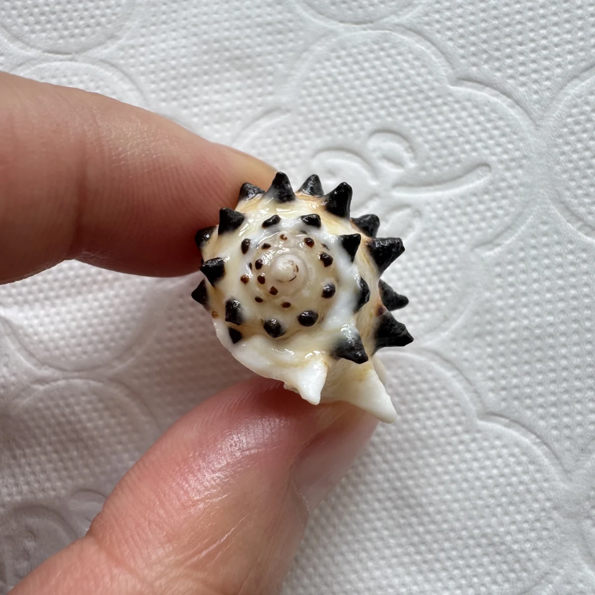 Drupa ricinus shell specimen from Okinawa, Japan, 23.6 mm, image 3