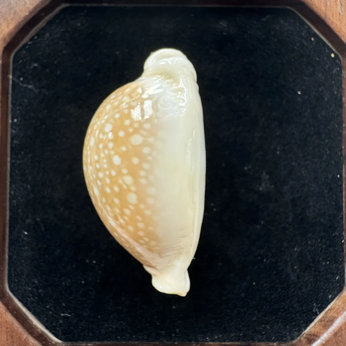 Naria miliaris shell specimen from Hainan, China, 44.3 mm, image 4