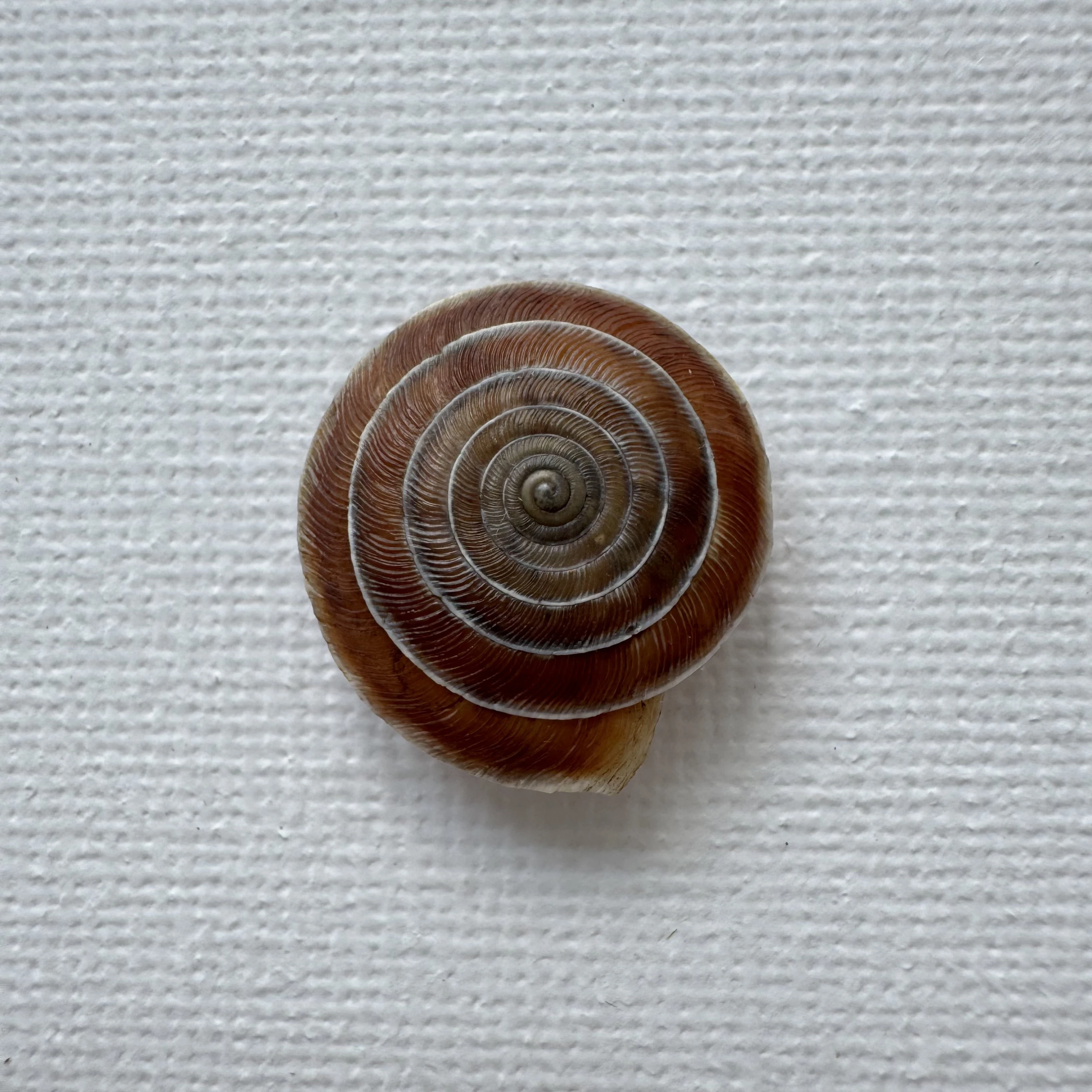 Laeocathaica carinalis shell specimen from Longnan, Gansu, China, 17.7-18.4 mm, image 1