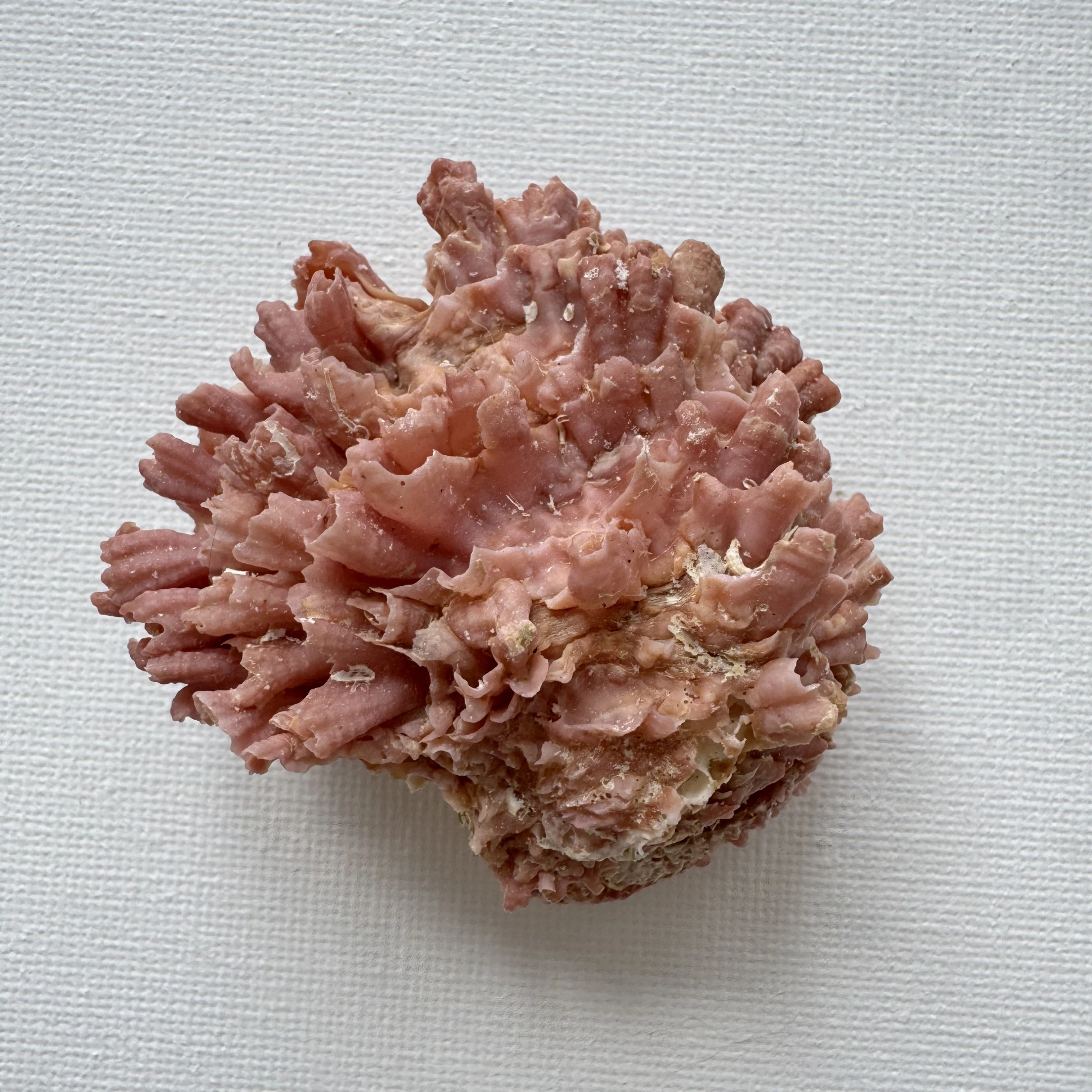 Chama brassica shell specimen from Philippines, 56.3 mm, image 1