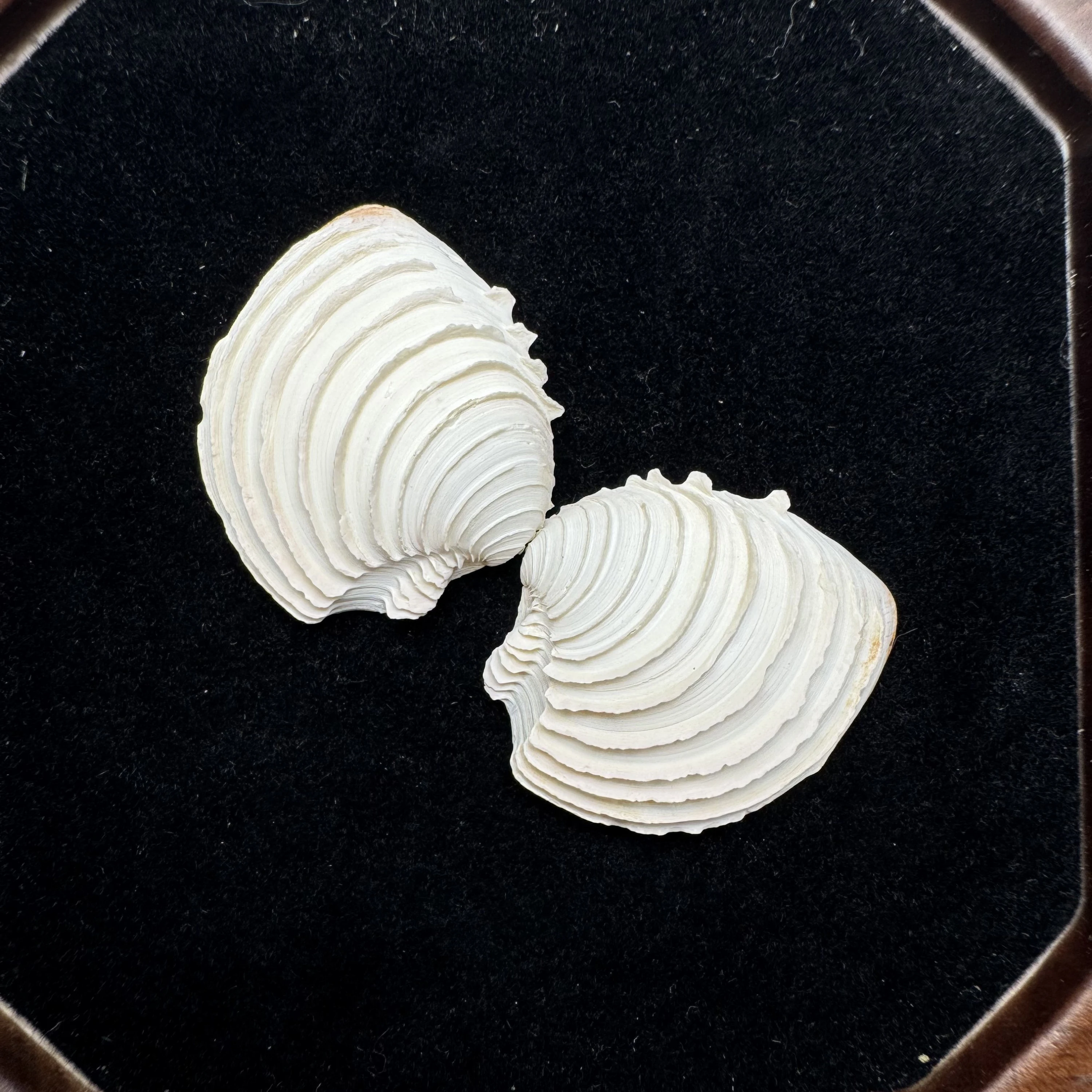 Clausinella isabellina shell specimen from Beihai,Guangxi,China, 23-31 mm, image 1