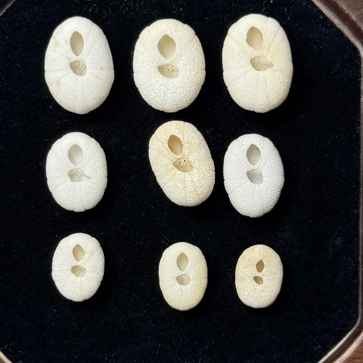 Echinoneus cyclostomus shell specimen from Kagoshima, Japan, 12.2-18.3 mm, image 2