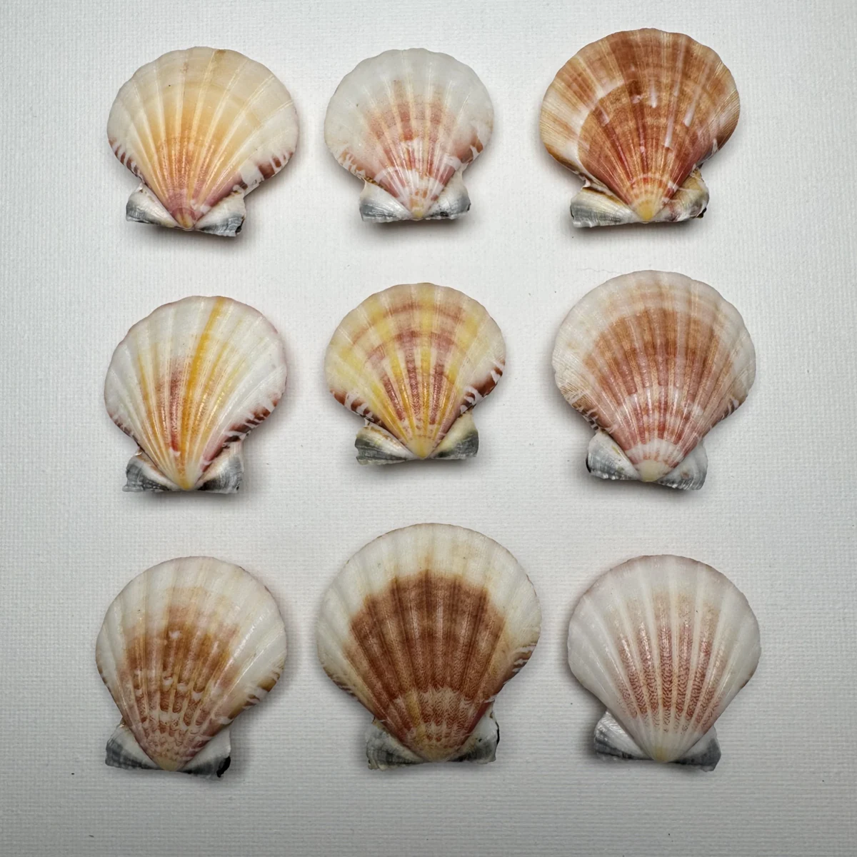 Bractechlamys vexillum shell specimen from Philippines, 38.4-45.8 mm, image 2