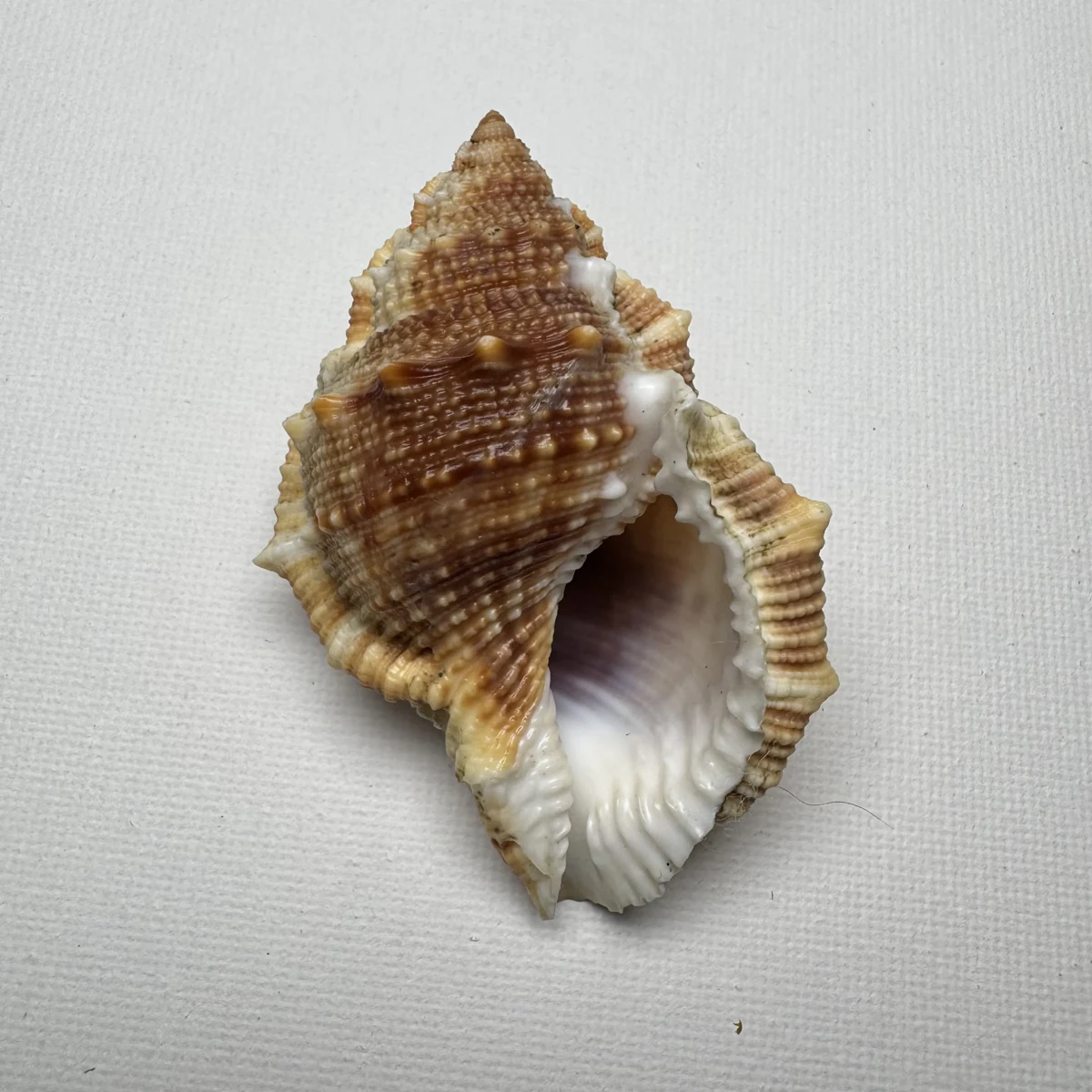 Bufonaria perelegans shell specimen from East China Sea Zhejiang Province China, 65.9 mm, image 2