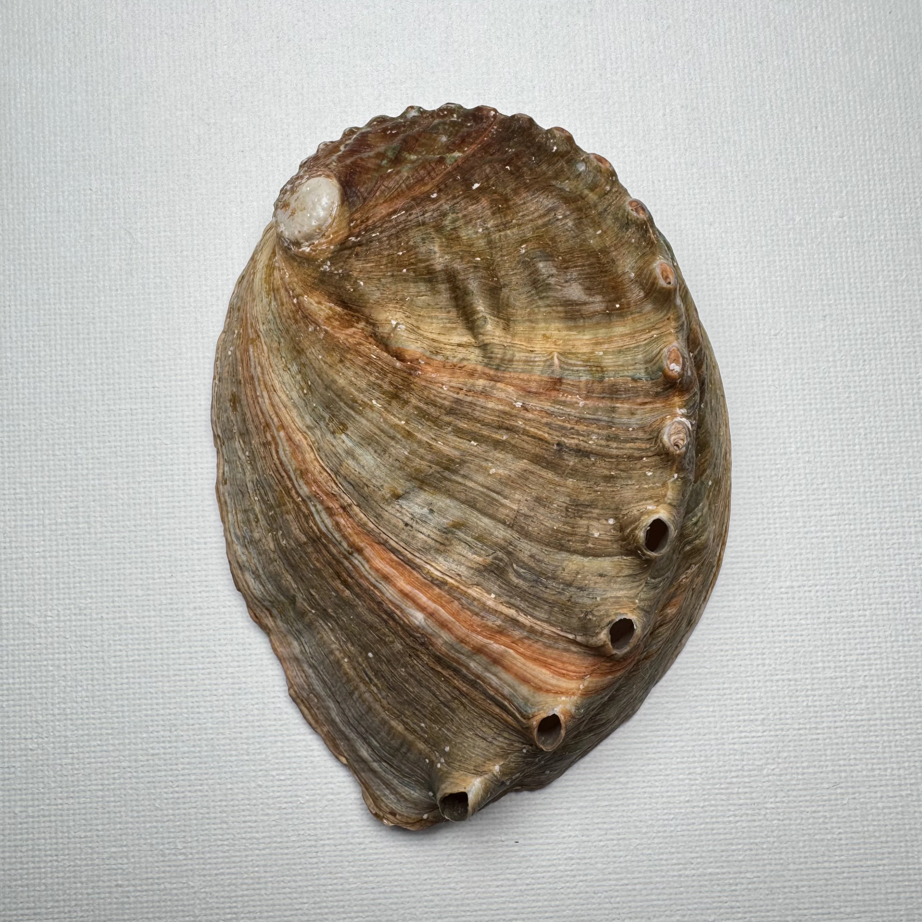 Haliotis discus shell specimen from Hinomisaki, Wakayama, Japan, 110.1 mm, image 1