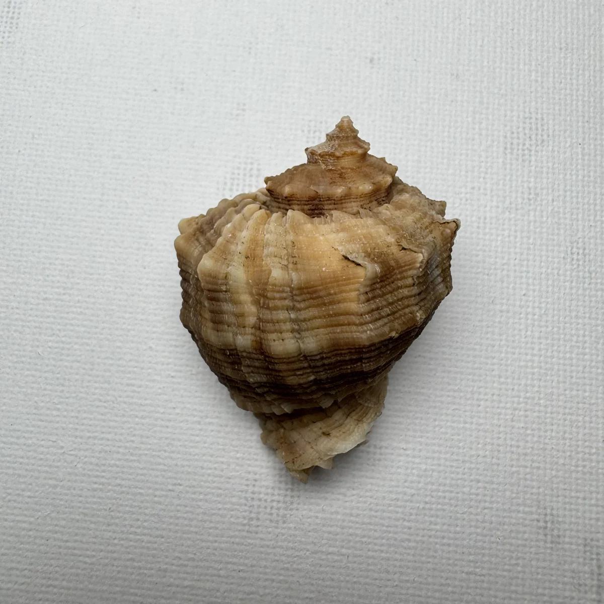 Rapana bezoar shell specimen from Shanwei, Guangzhou, China, 48.2 mm, image 1