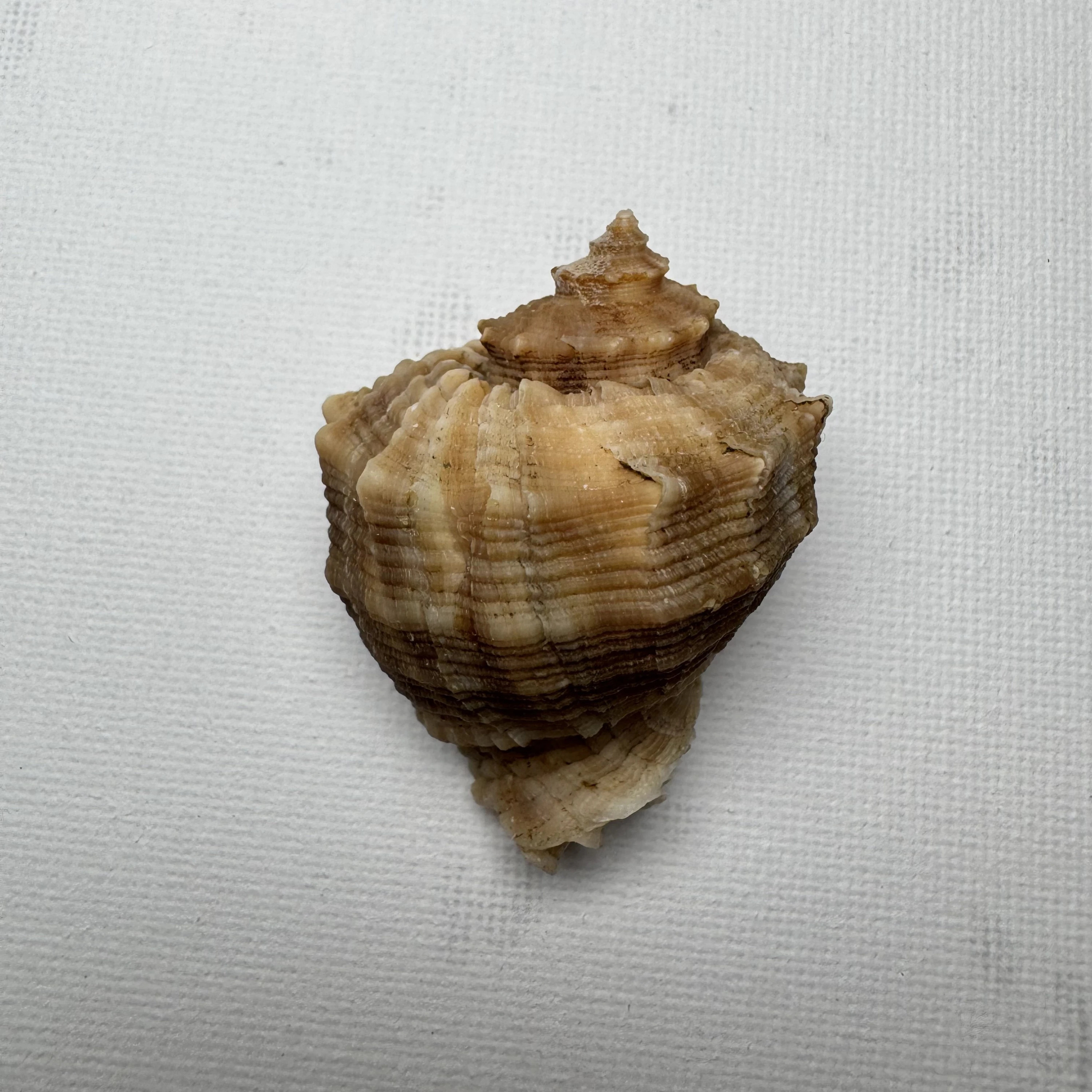 Rapana bezoar shell specimen from Shanwei, Guangzhou, China, 48.2 mm, image 1