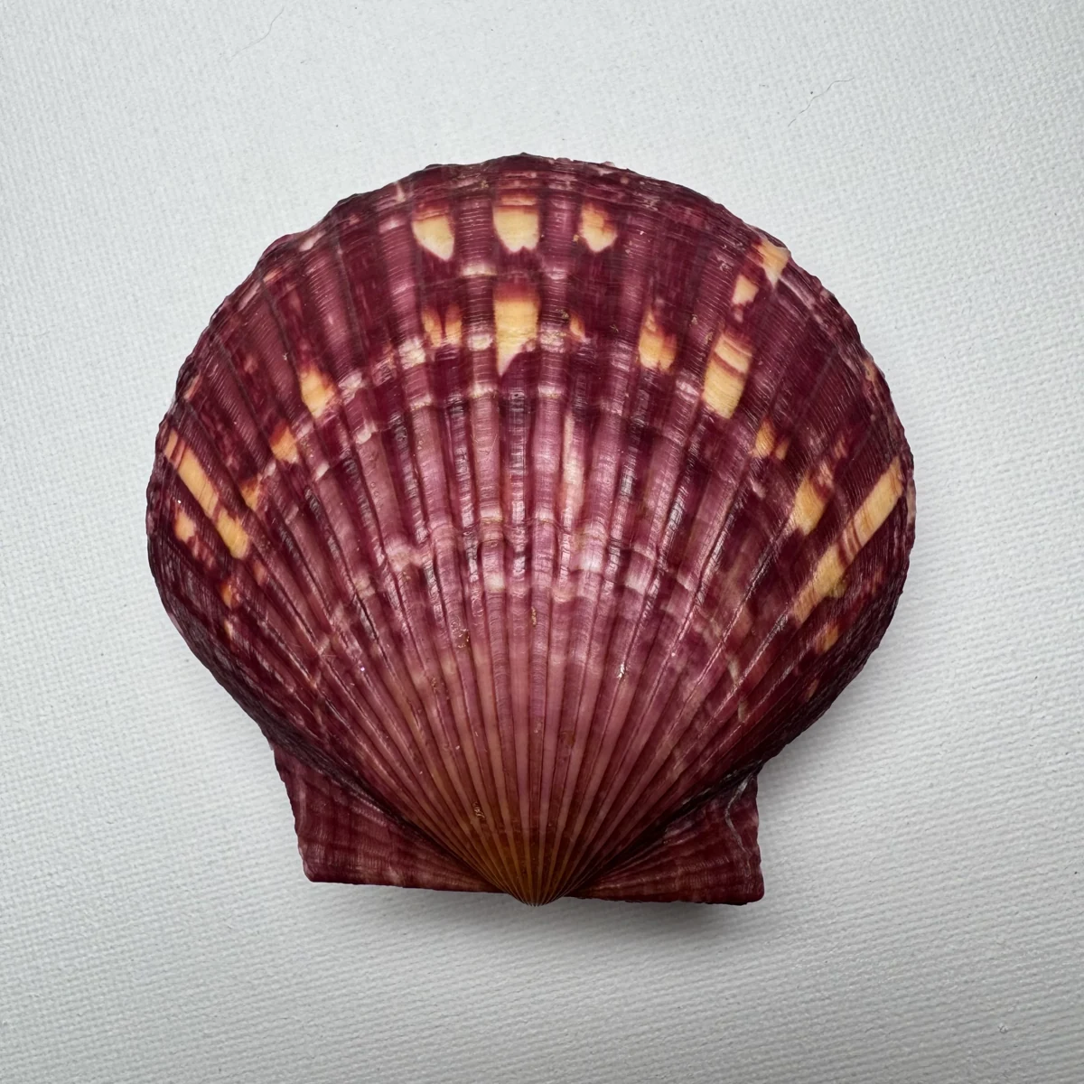 Argopecten irradians shell specimen from Shandong, China, 76*78.6 mm, image 1