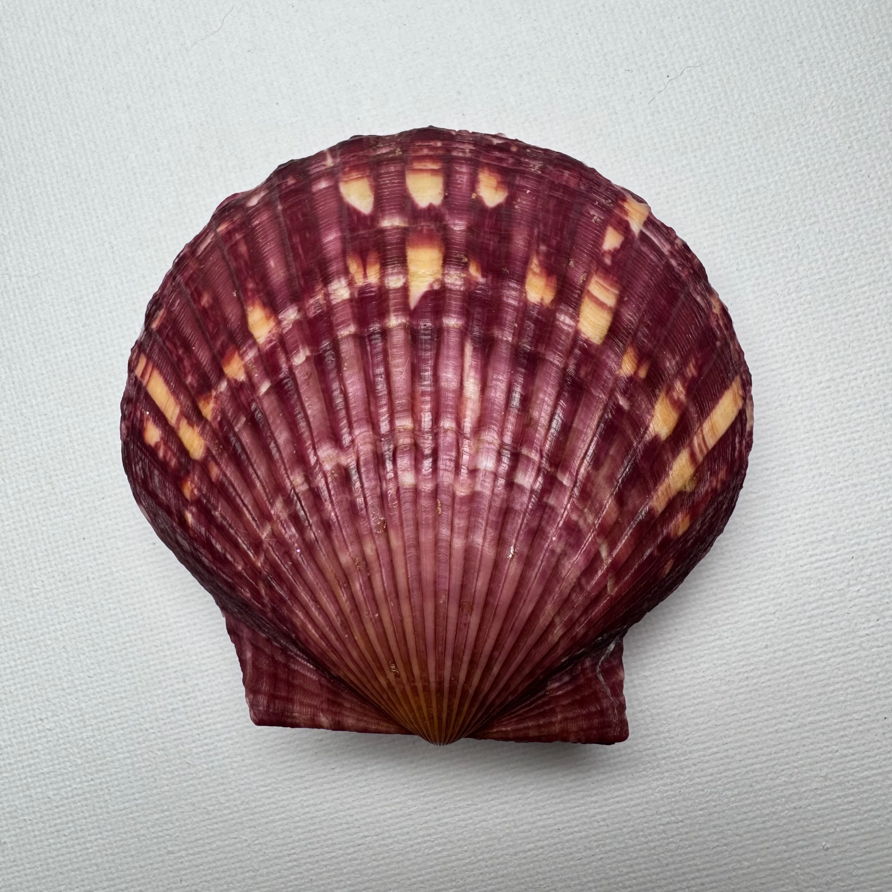 Argopecten irradians shell specimen from Shandong, China, 76*78.6 mm, image 1