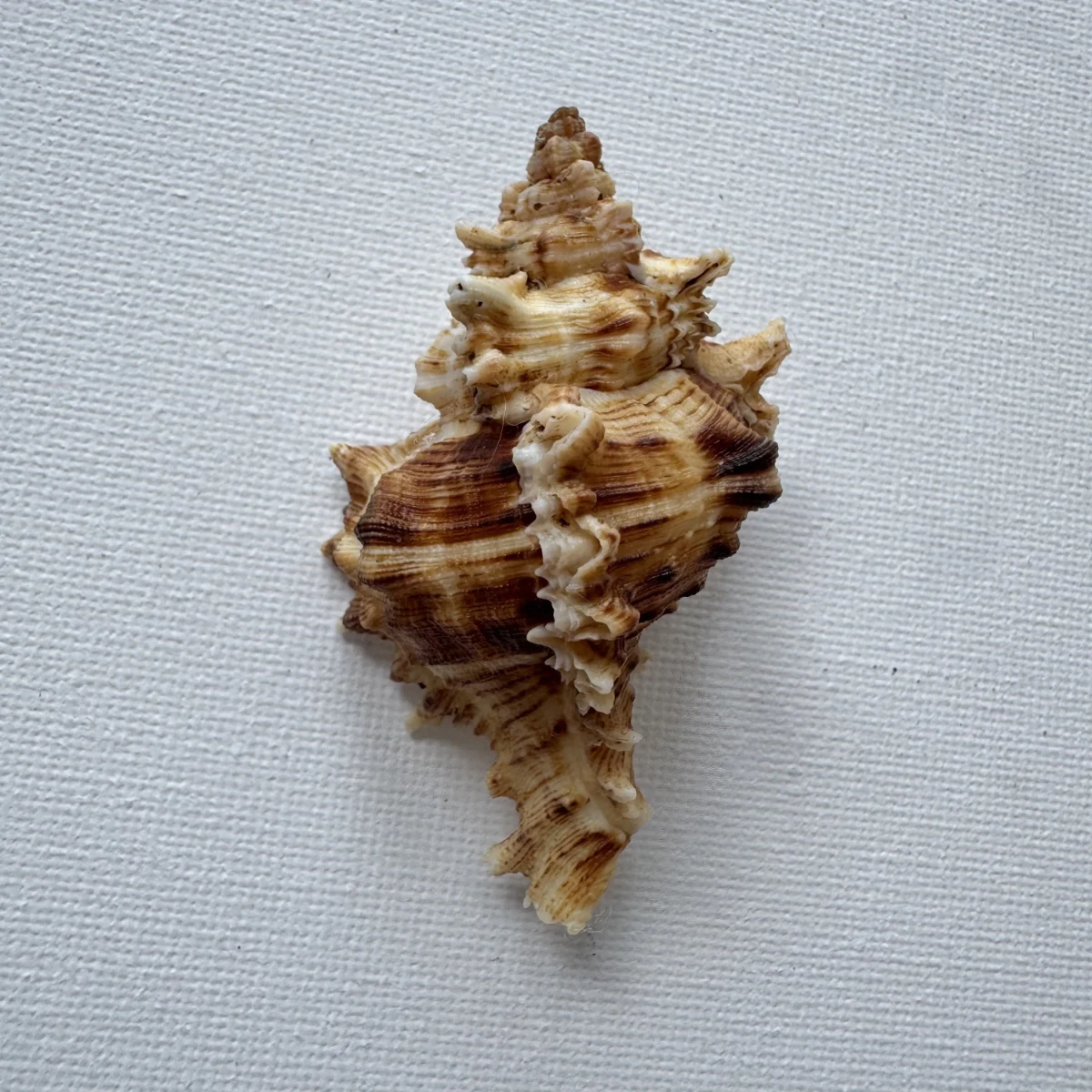 Chicoreus asianus shell specimen from Pingtan Island,Fujian,China, 60.1 mm, image 1