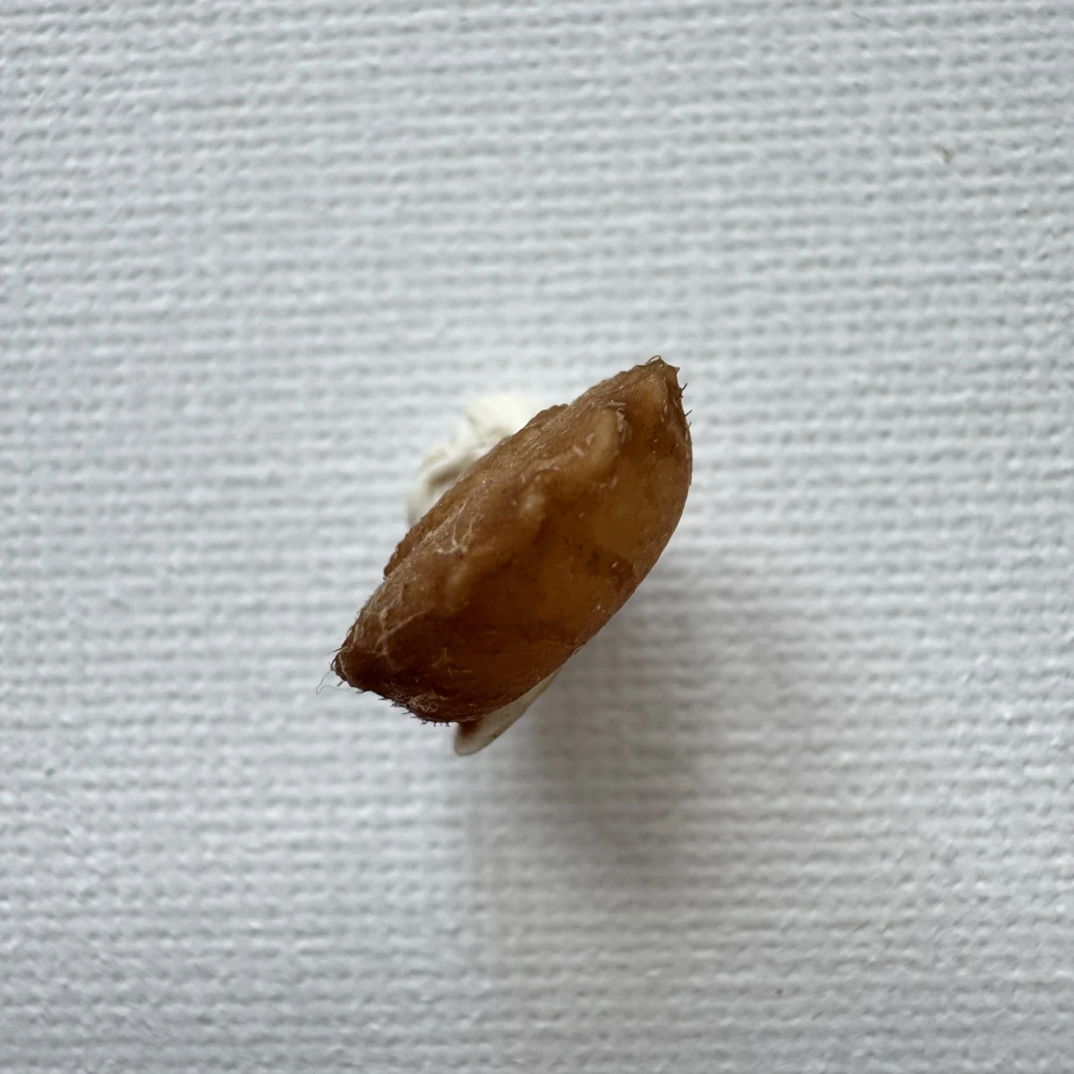 Moellendorffia kuguaheshang shell specimen from Nanning,Guangxi,China, 16.4 mm, image 4