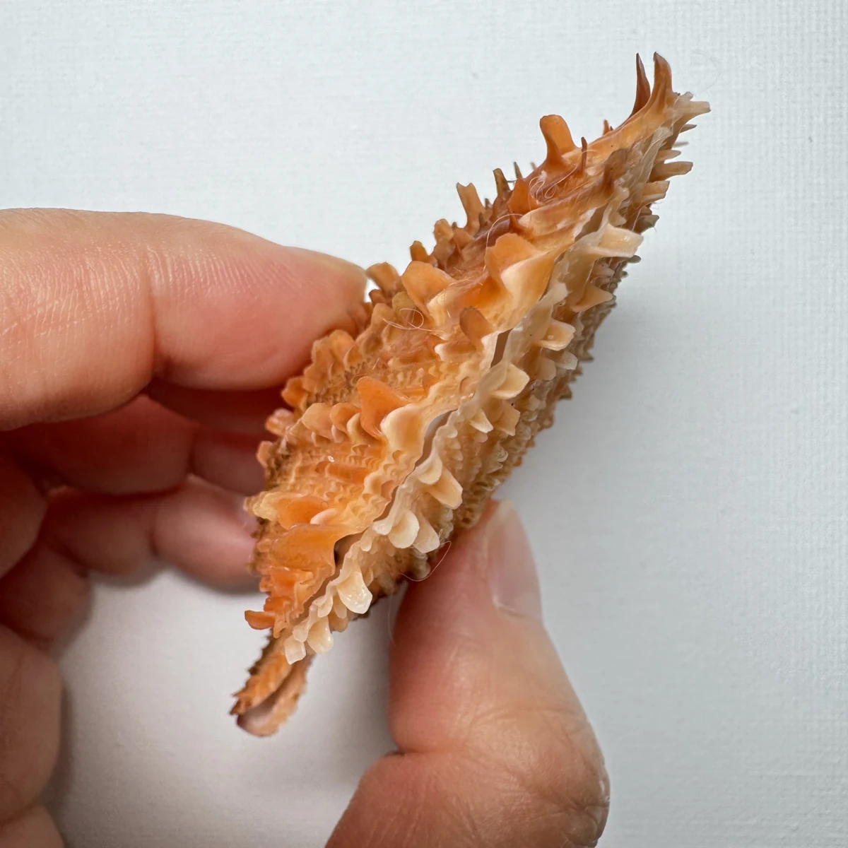 Scaeochlamys farreri shell specimen from Shandong, China, 63.7 mm, image 4