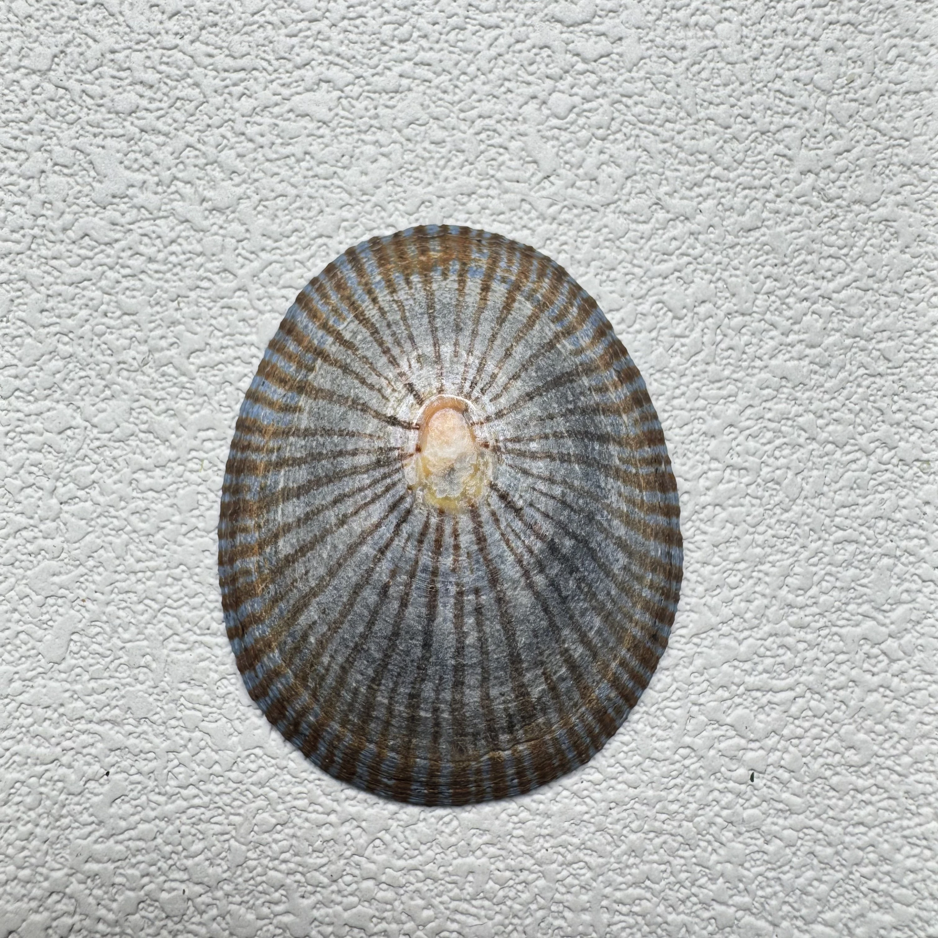 Cellana nigrolineata shell specimen from Aichi, Japan, 46.4 mm, image 1