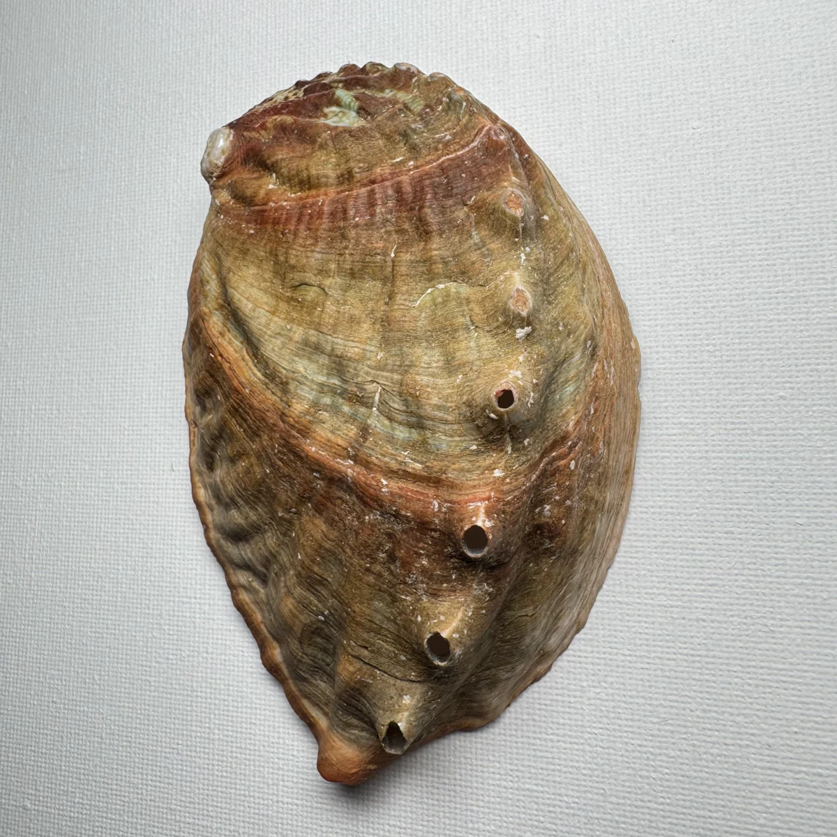 Haliotis discus shell specimen from Hinomisaki, Wakayama, Japan, 115.4 mm, image 2