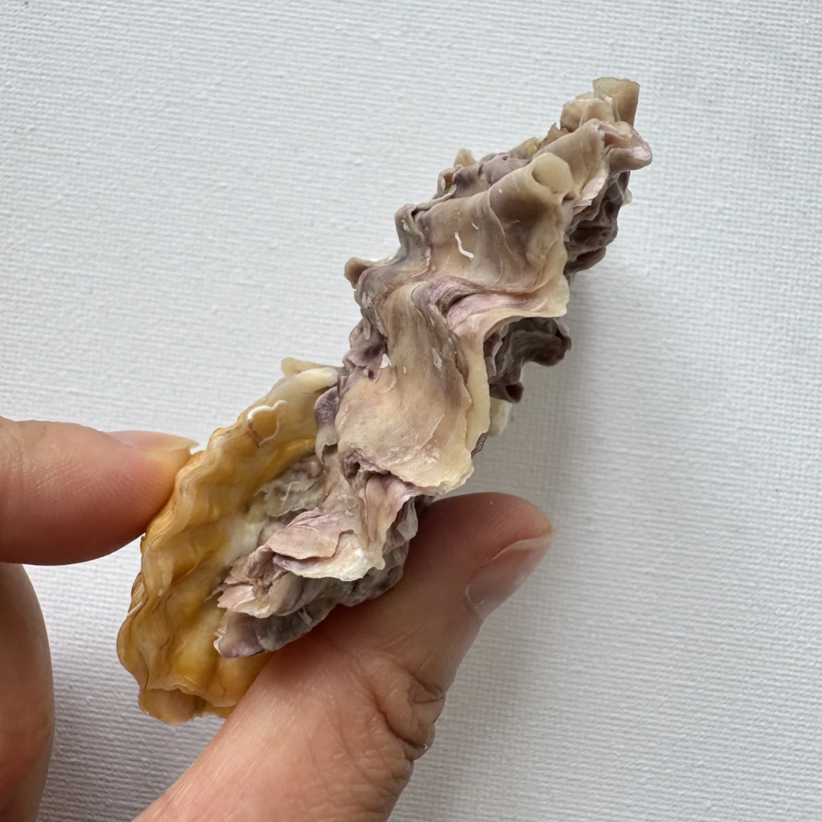 Alectryonella plicatula.+Dendostrea folium（yellow） shell specimen from Beihai,Guangxi, China, 86.7 mm, image 5