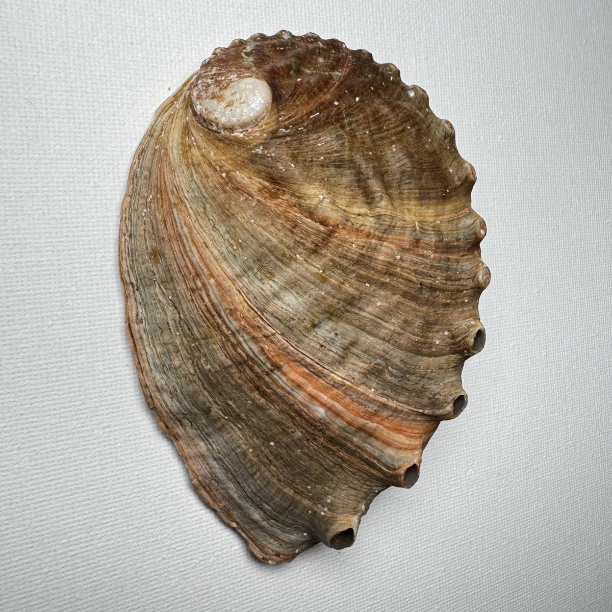 Haliotis discus shell specimen from Hinomisaki, Wakayama, Japan, 110.1 mm, image 2