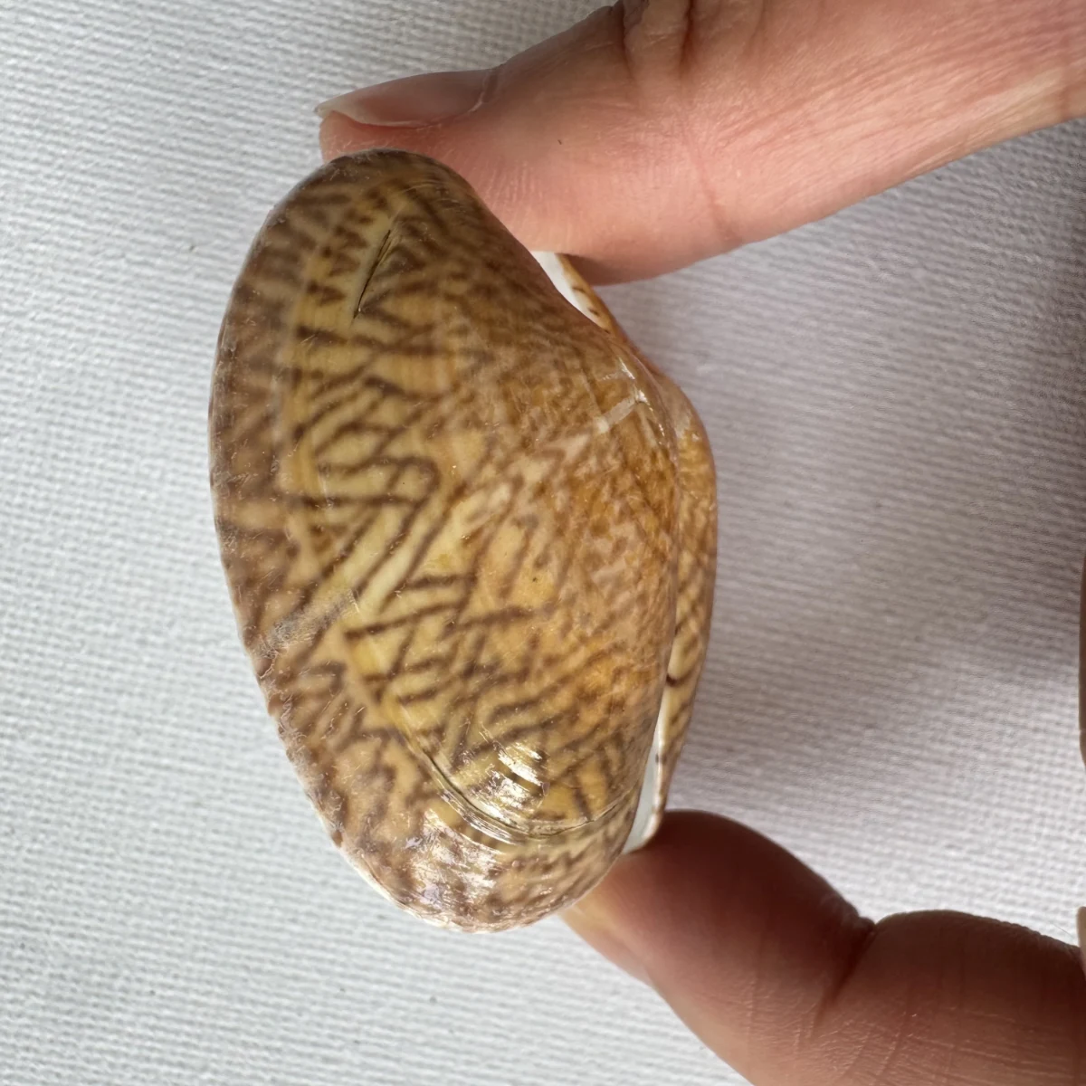Paphia undulata shell specimen from Fujian,China, 42.7 mm, image 2