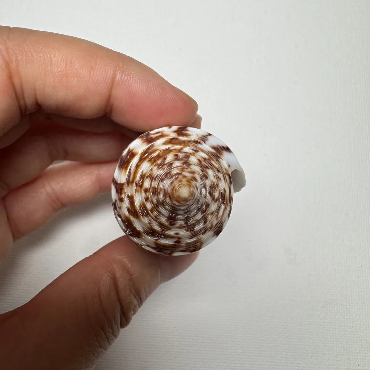 Conus australis shell specimen from East China Sea Zhejiang Province China, 81.5 mm, image 5